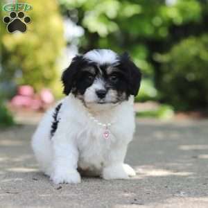 Dory, Cavachon Puppy